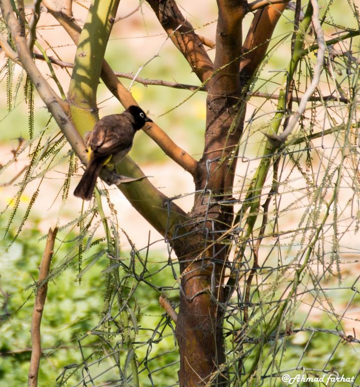 فندق Sharhabil Bin Hasnah Ecopark Qulay'at المظهر الخارجي الصورة