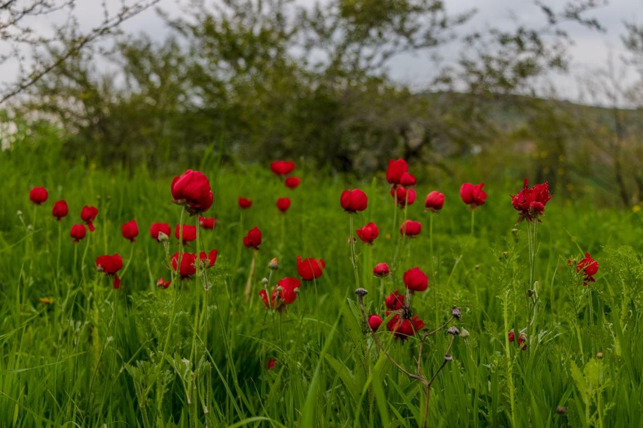 فندق Sharhabil Bin Hasnah Ecopark Qulay'at المظهر الخارجي الصورة